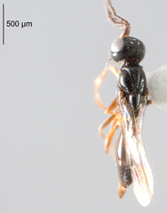 Megaspilidae