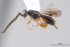 Megaspilidae