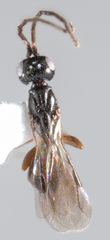 Megaspilidae