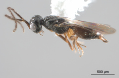 Megaspilidae