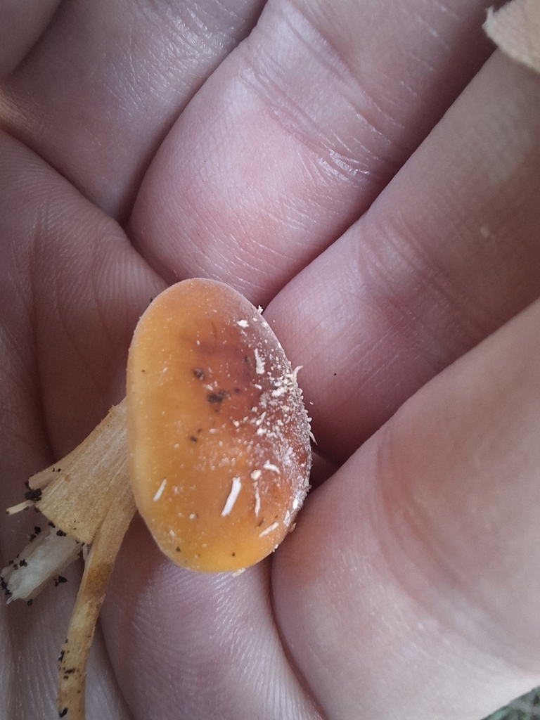 Flammulina velutipes · August 2025 · photo: © armillariabianca (iNaturalist, cc0)