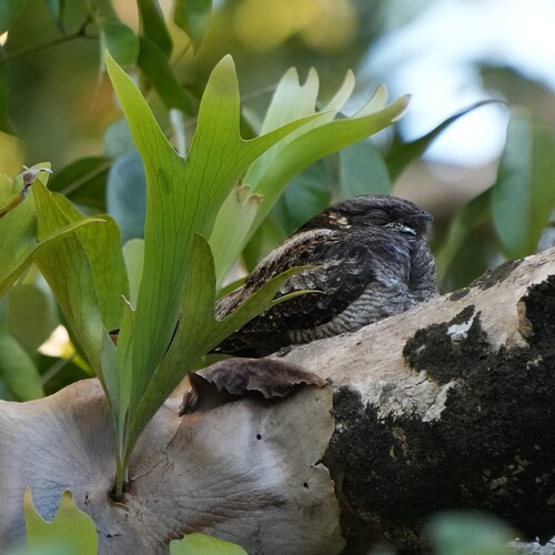 White-throated Nightjar (Eurostopodus mystacalis), photo 3