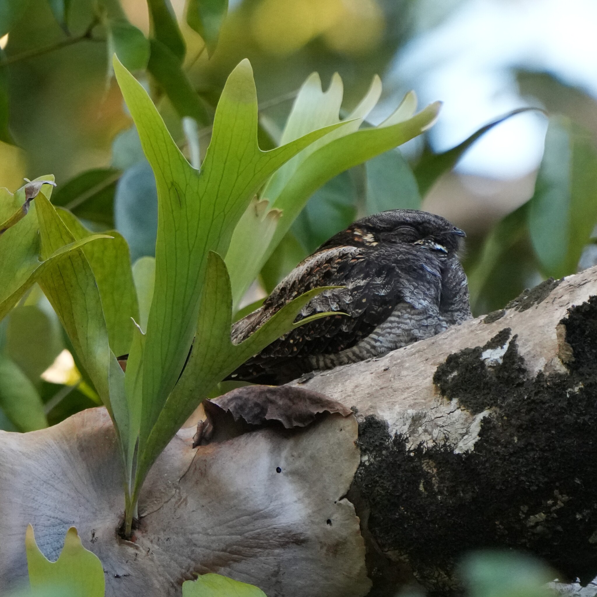 White-throated Nightjar (Eurostopodus mystacalis), photo 3