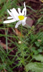 Tripleurospermum inodorum