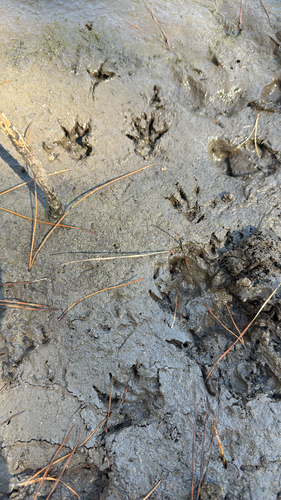 iNaturalist observation photo of Common Raccoon