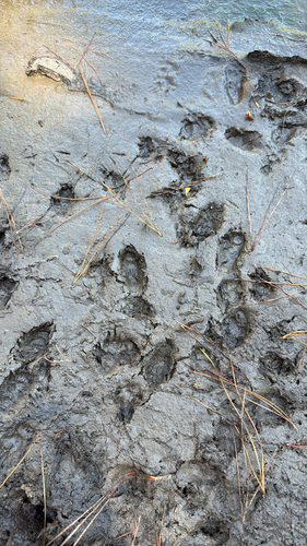 iNaturalist observation photo of Carnivorans