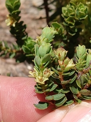 Clutia alaternoides