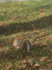 Sciurus carolinensis