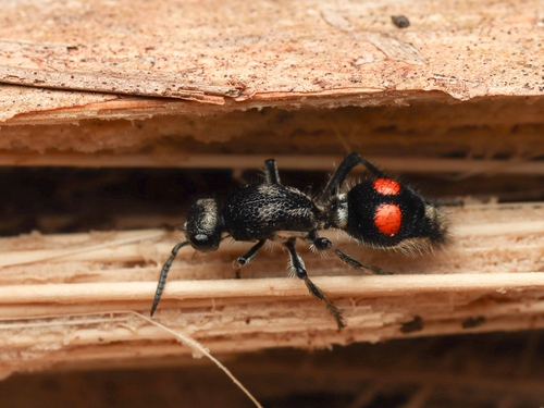 Traumatomutilla chuza