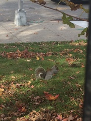 Sciurus carolinensis