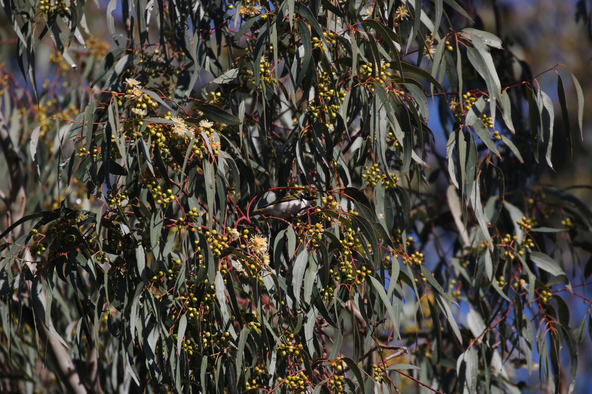 Gilbert's Honeyeater illustration