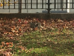 Sciurus carolinensis