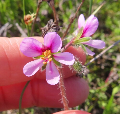 hairy pelargonium (Pelargonium hirtum)