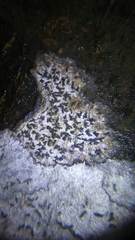 Opegrapha