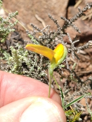 Argyrolobium filiforme