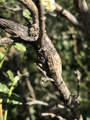 Rhopalomyia baccharis