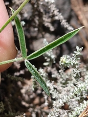 Argyrolobium filiforme