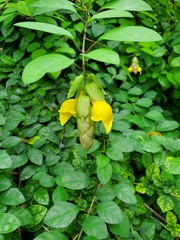 Gmelina philippensis