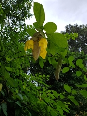 Gmelina philippensis