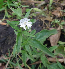 Silene latifolia