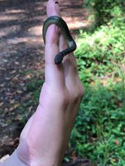 Erythrolamprus epinephalus