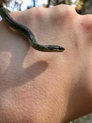 Erythrolamprus epinephalus