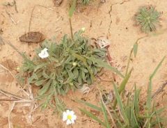 Chaetopappa asteroides