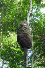 Nasutitermes surinamensis