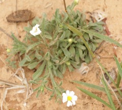 Chaetopappa asteroides