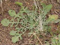 Berlandiera lyrata