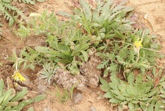 Oenothera grandis