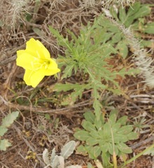 Oenothera grandis