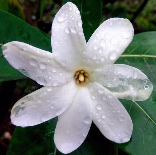 Gardenia taitensis observed 2023-09-05