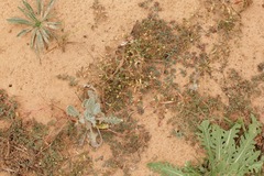 Euphorbia glyptosperma