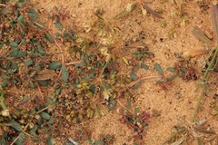 Euphorbia glyptosperma