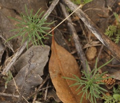 Ipomopsis laxiflora