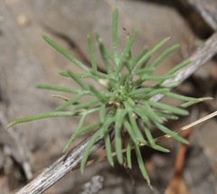 Ipomopsis laxiflora