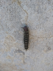 Hemileuca