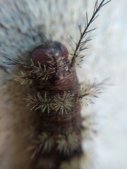 Hemileuca