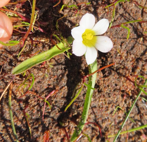 White Clockflower (Moraea albiflora)