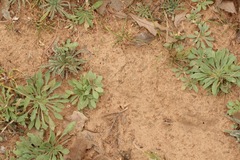 Aphanostephus skirrhobasis