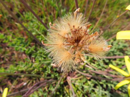 Othonna rotundiloba