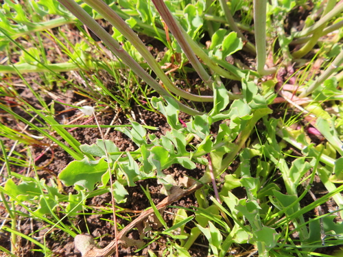 Othonna rotundiloba