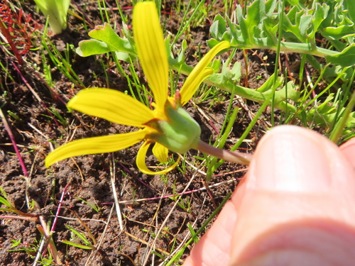 Othonna rotundiloba
