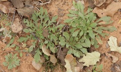 Aphanostephus skirrhobasis