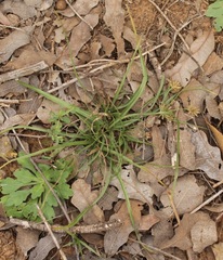 Cyperus retroflexus