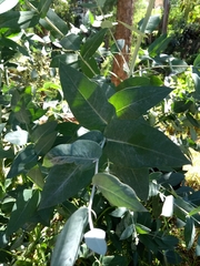 Eucalyptus