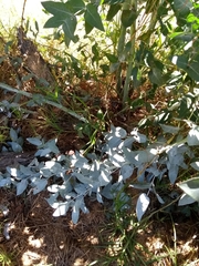 Eucalyptus