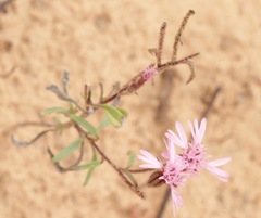 Palafoxia sphacelata