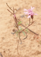 Palafoxia sphacelata
